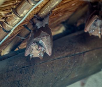 Epaulet bat hanging upside down. Epaulet bat hanging upside down.